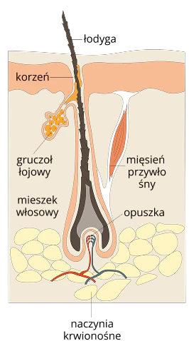 schemat włókna tropokolagenu włosy